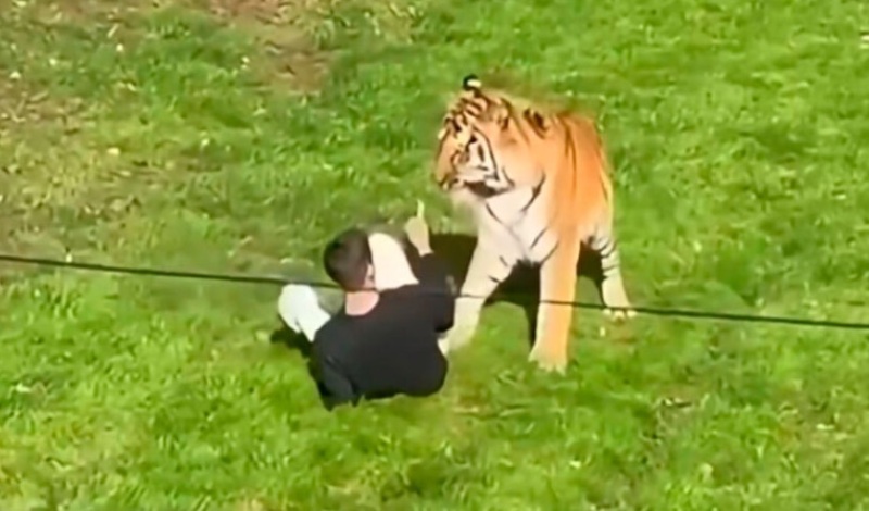 tigris epithesi