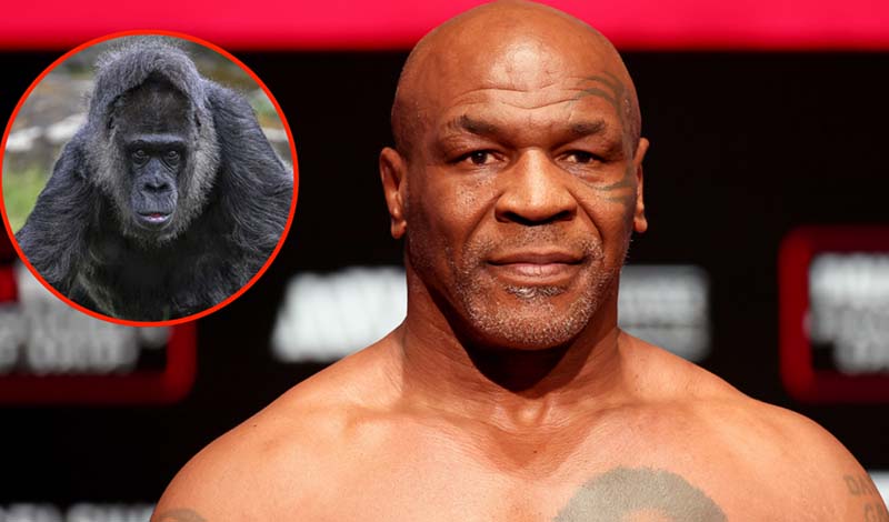 mike tyson 100 gorillas
